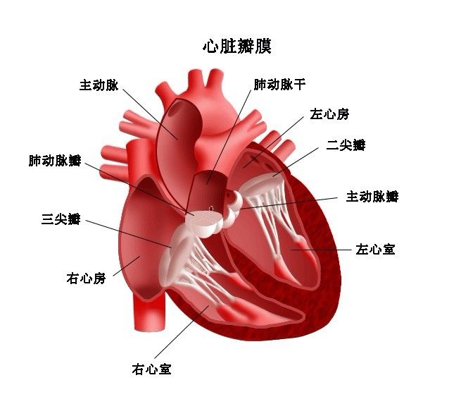 医学动画：心脏传导系统